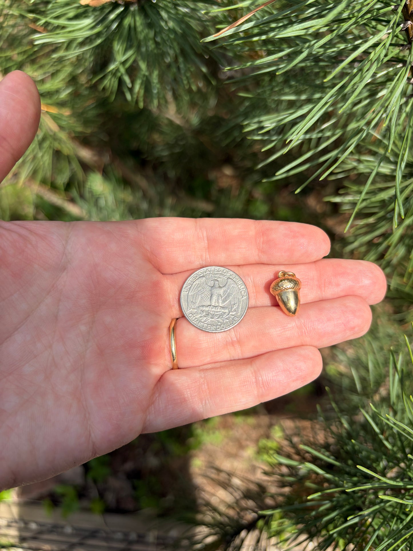 9k Acorn