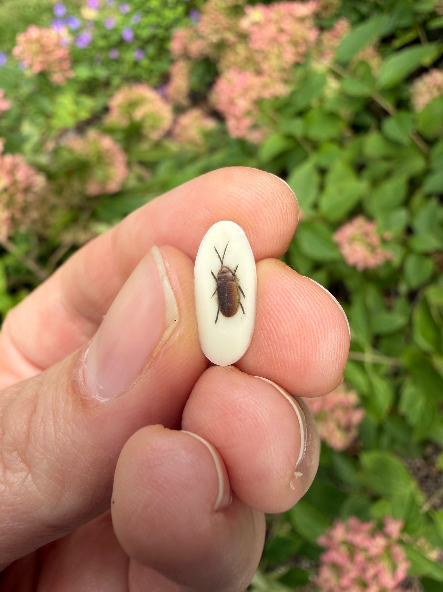 Shibayama Insect Charm 8